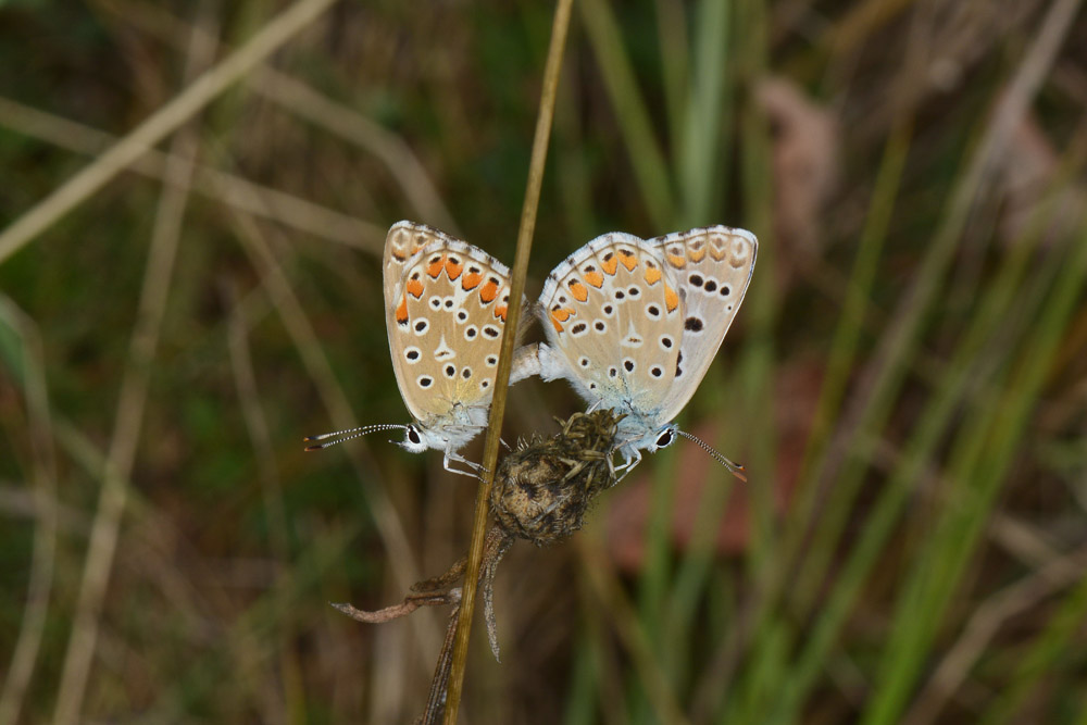 Lysandra bellargus